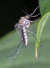 Mosquito Proof Your Yard how to get rid of mosquitoes in yard