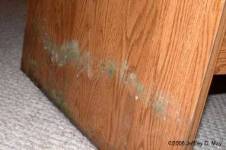 Toxic Mold: Preventing and Understanding Toxic Mold: Preventing and Understanding