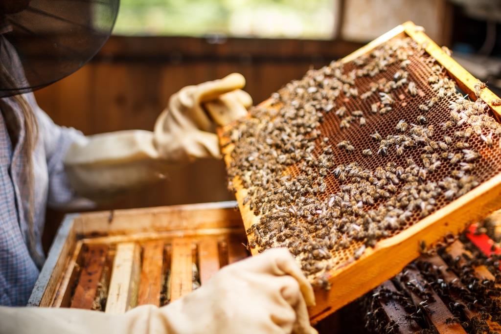 Building a Backyard Beehive Building a Backyard Beehive
