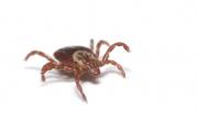 How to Prevent Tick Bites How to Prevent Tick Bites