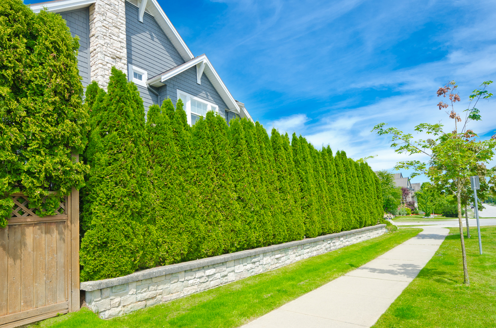 Minimalist Privacy Hedge for Simple Design