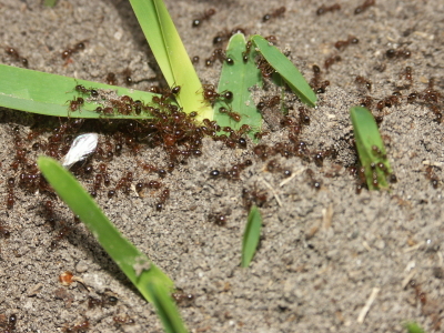 Fire Ants Control and Treatment Tips