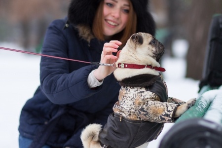 Winter Warmth for Pets