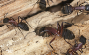 Carpenter Ants: How to Prevent, Detect or Treat an Infestation