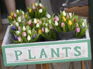 Create Window Boxes to Complement Your Home