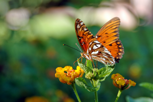 How to Create a Butterfly Garden