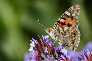 How to Create a Pollinator Garden