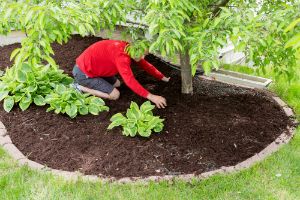 How to Apply Mulch Properly