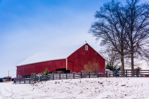 Why Are Barns Red?