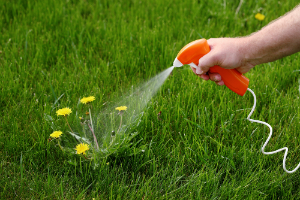 How to Get Rid of Weeds Once and For All