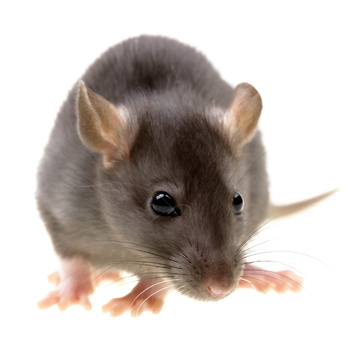 Overwintering Pests: Rodents