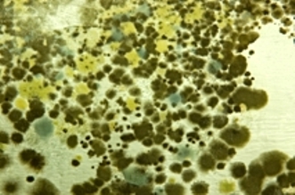 How to Clean Up Mold