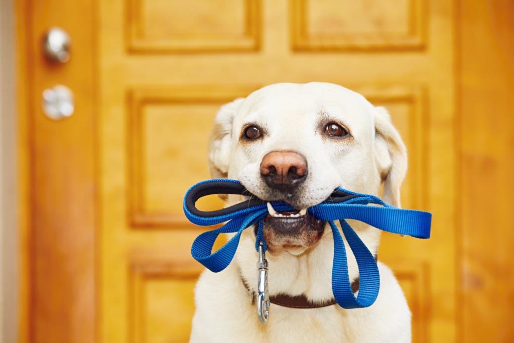 How to Install a Pet Door