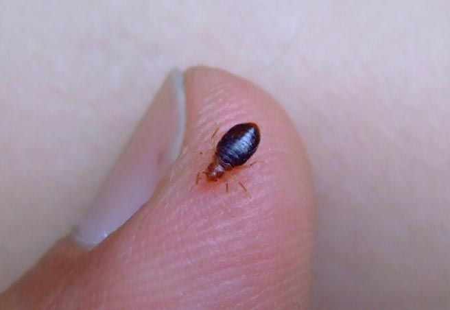 bed bugs top four treatments