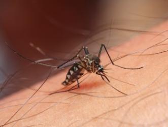 How to avoid mosquitoes and the west nile virus.