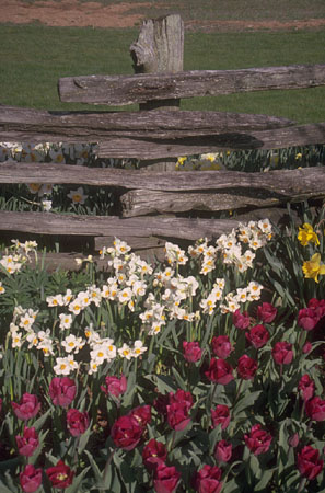 drought resistant landscaping