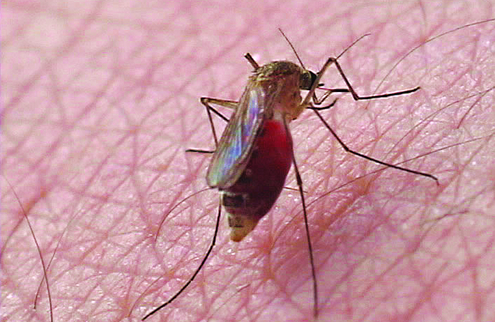 Mosquito Prevention Mosquito Prevention