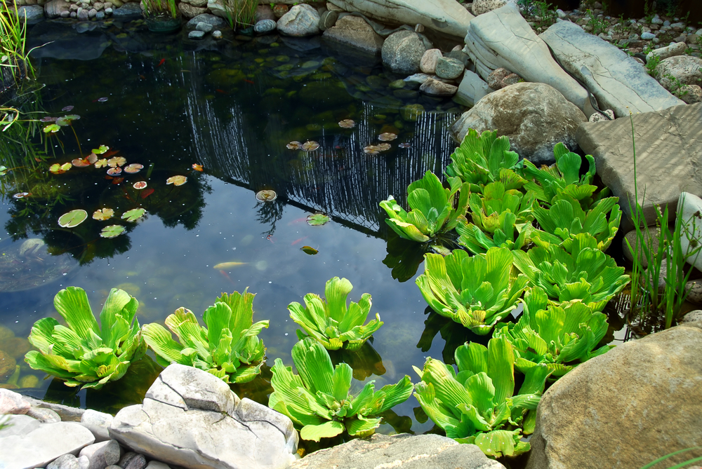 Tips for Building Backyard Ponds and Water Features