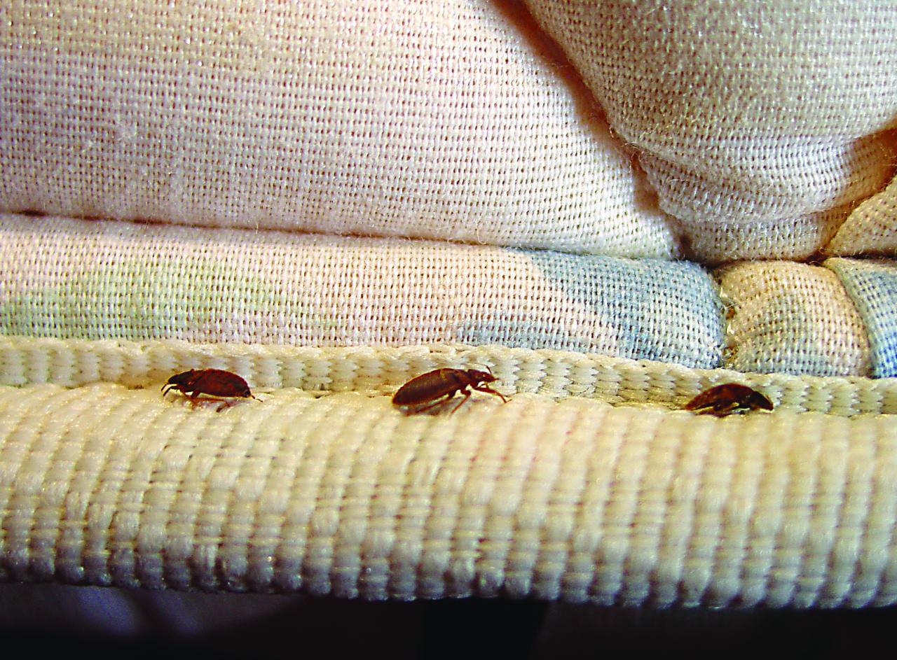 Orkin Bed Bugs