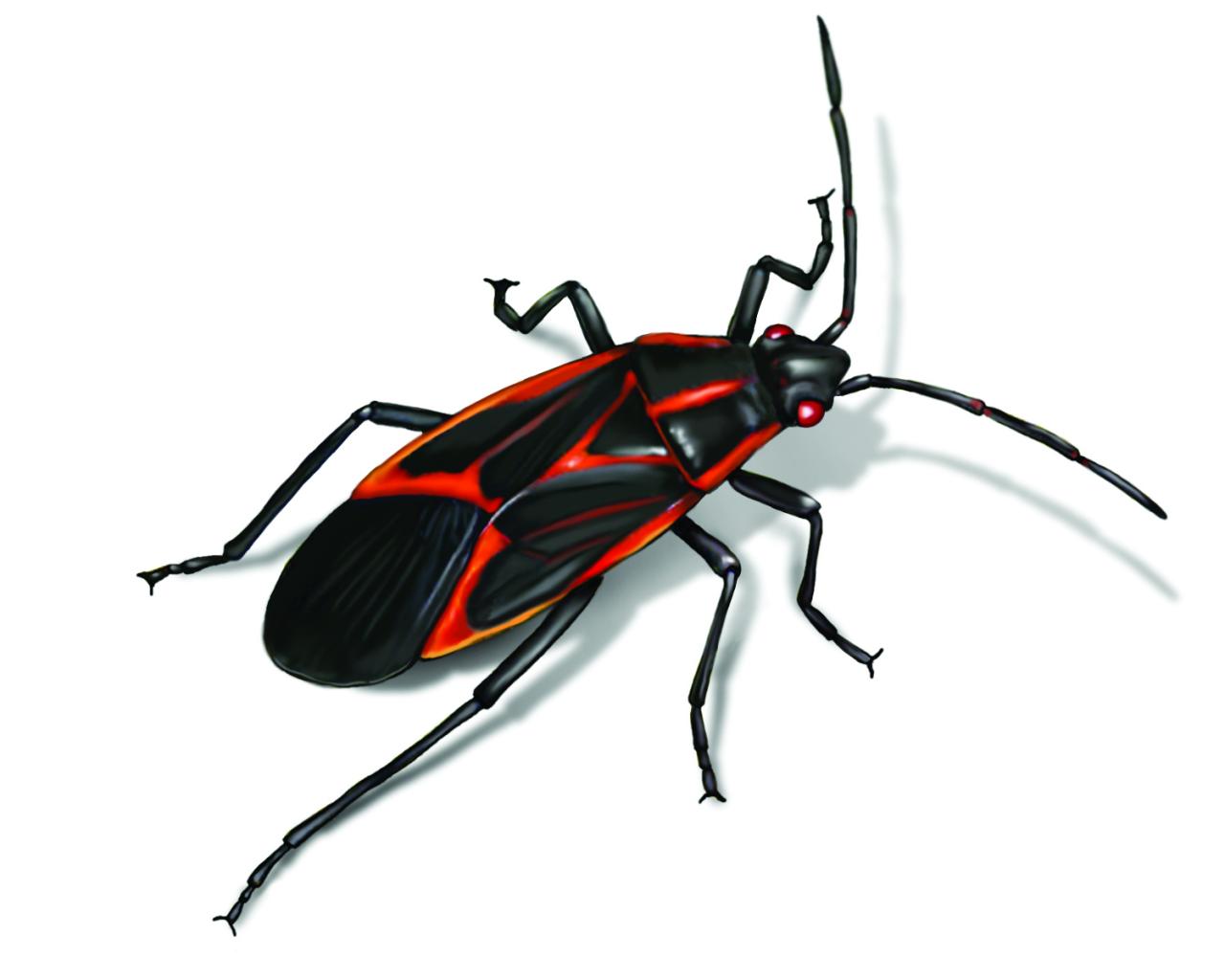 Box Elder Bugs