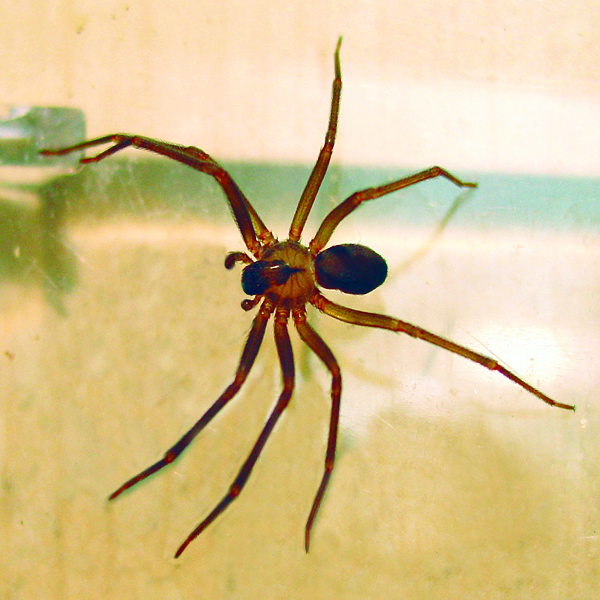 Overwintering Pests: Spiders