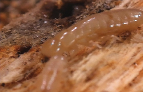 Spring Termites