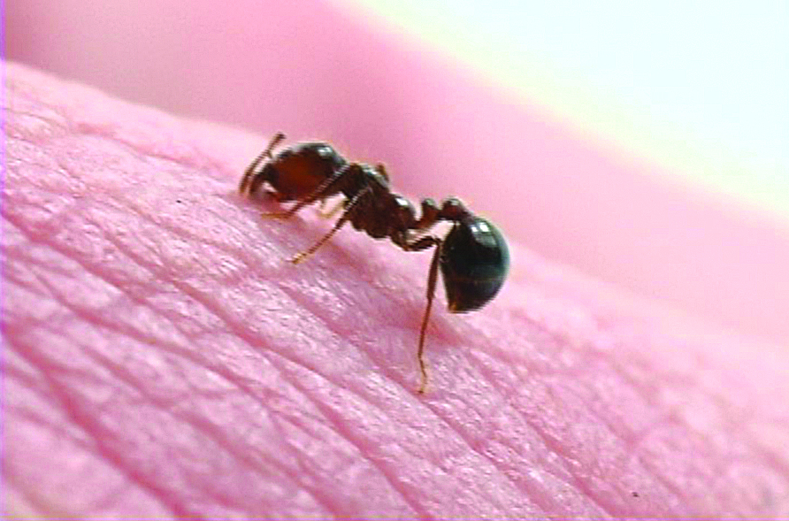 Orkin Fire Ant Orkin Fire Ant