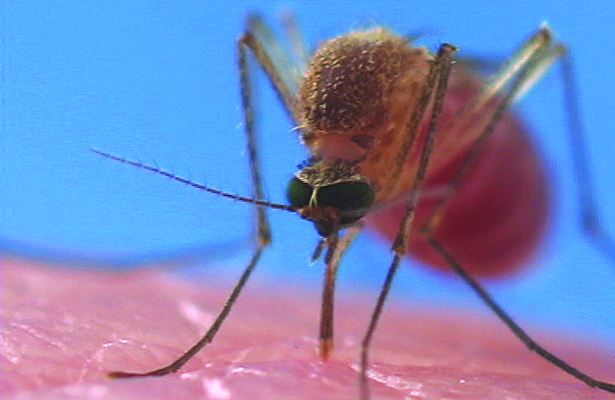 Orkin Mosquito