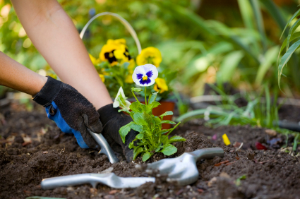 How to Create a Landscaping Plan