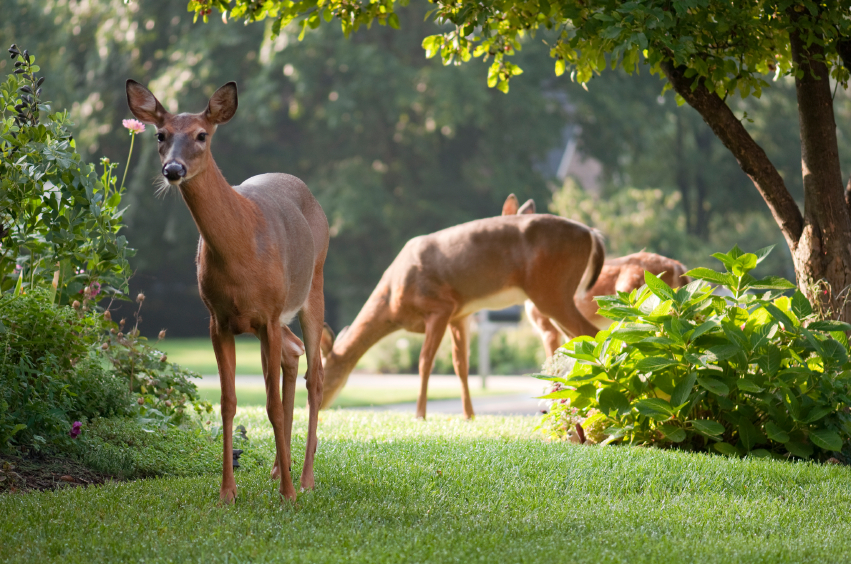 Keep Deer, Rabbits and Groundhogs Out of Your Garden