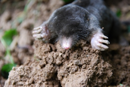 How to Get Rid of Moles and Other Lawn Pests