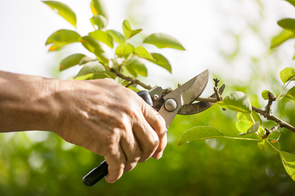 How to Prune Your Hedges