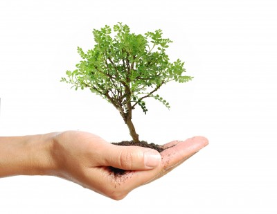 Plant a Tree for Arbor Day!