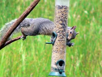 How to Keep Squirrels Out of Your Bird Feeder
