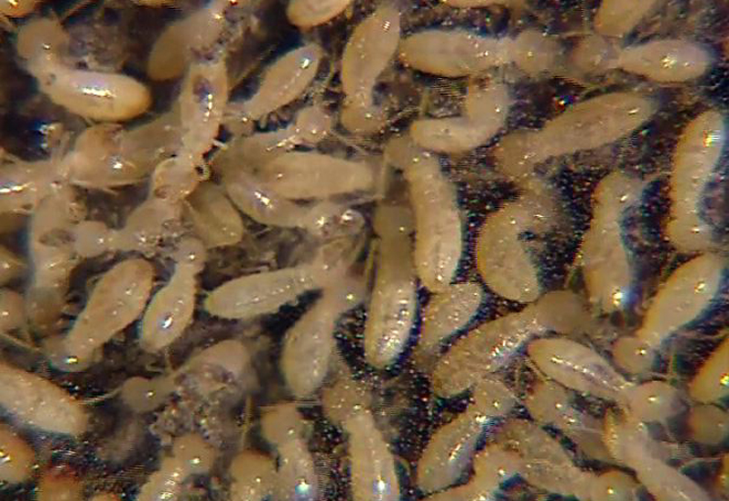The Spring Return of Termites