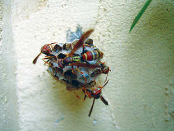 Orkin Wasps Orkin Wasps
