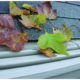 Leaves on top of gutter guard