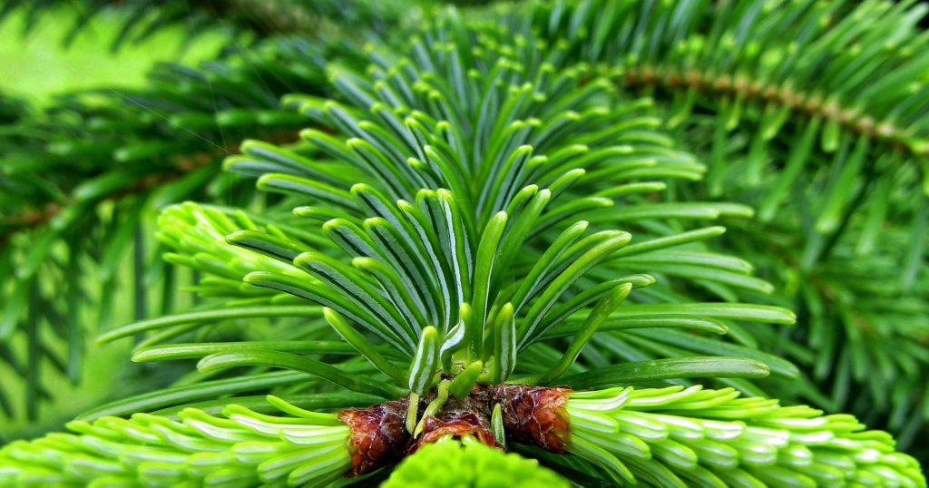 FResh Christmas tree needles