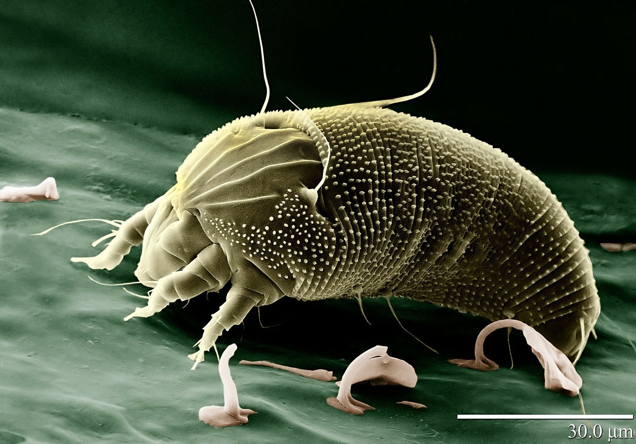 allergy prevention, dust mite