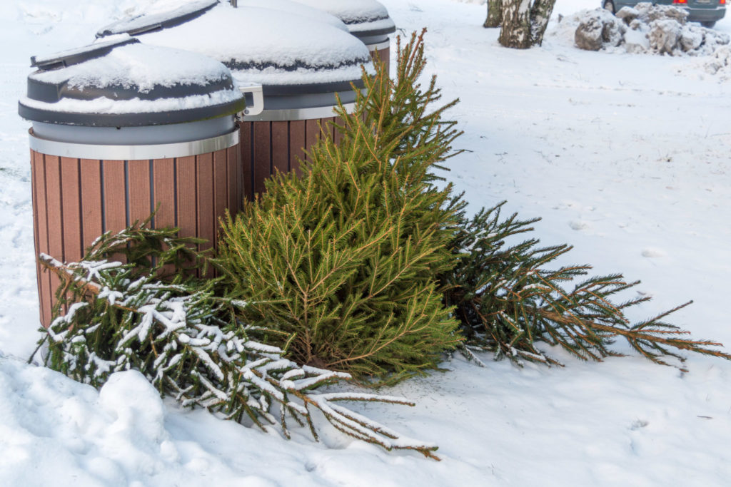 Used christmas trees in dumpster after the holiday