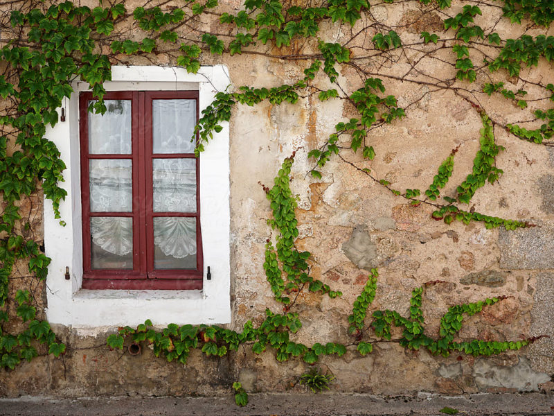 vines on an exterior house wall