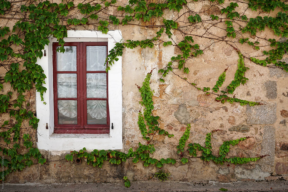 vines on an exterior house wall