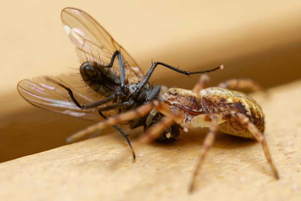 Brown recluse spider eating a fly