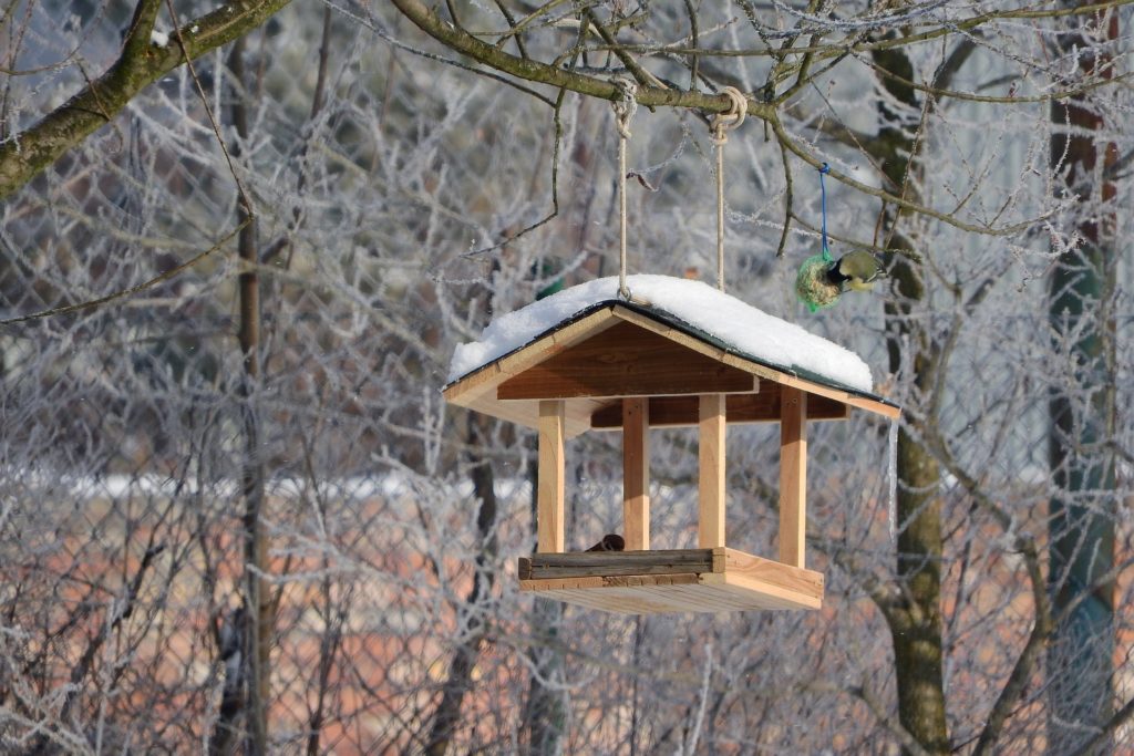 Bird feeder in winter