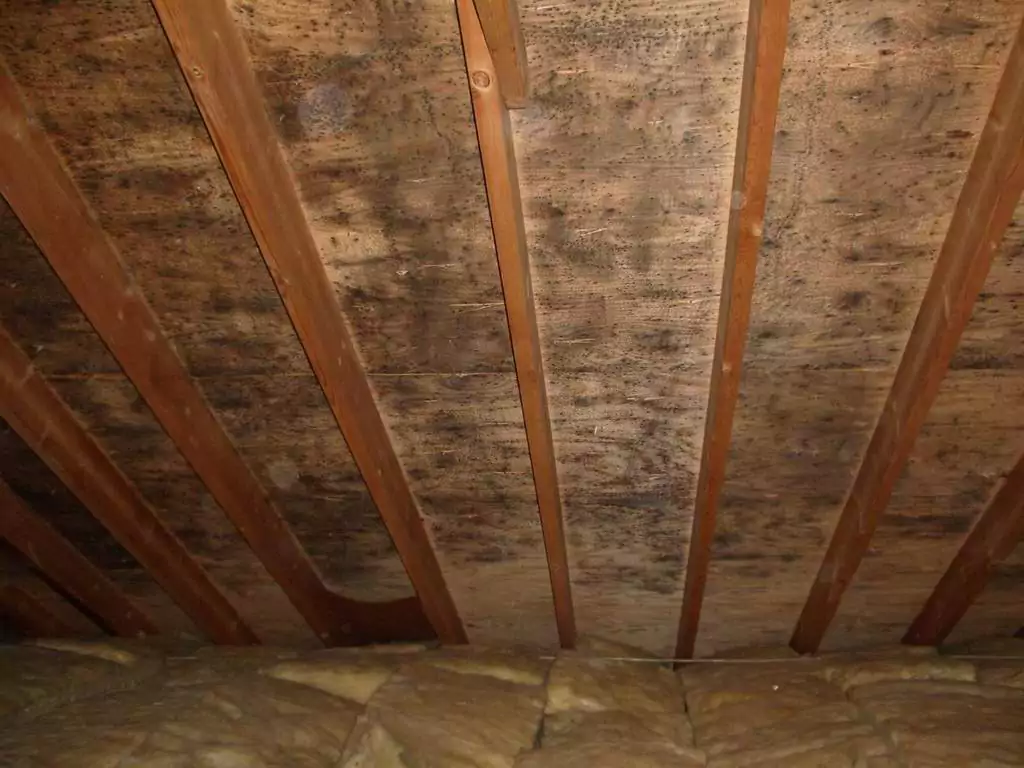 mold in attic