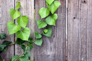 Ivy growing on a wood fence