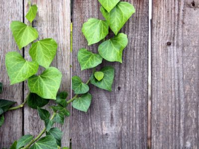 Ivy growing on a wood fence