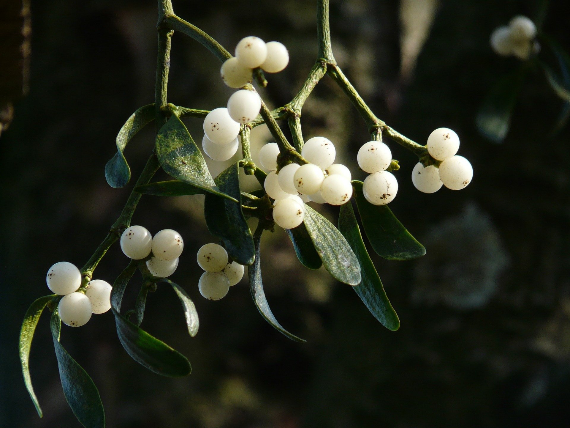 poisonous plants, holiday