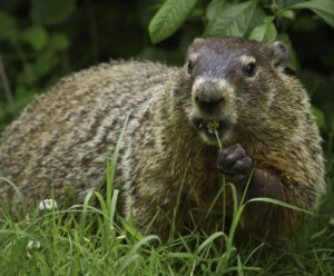 groundhog
