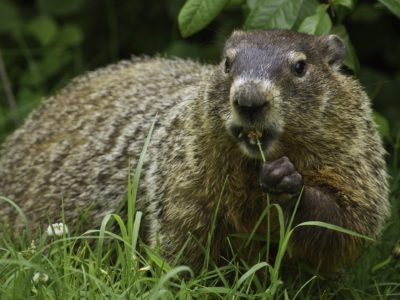 groundhog
